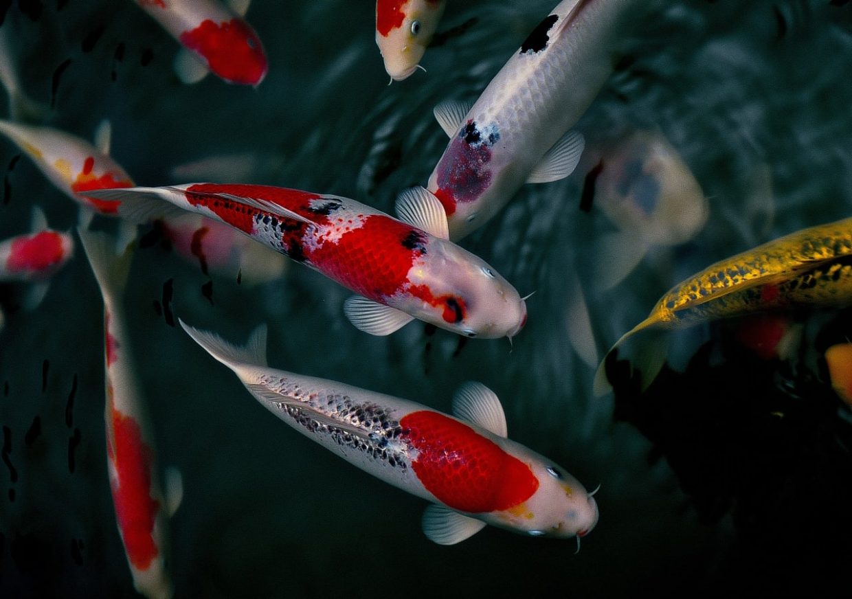 Carpe koi poisson legendaire