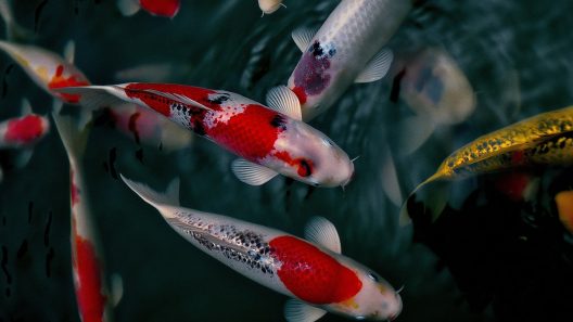 Carpe koi poisson legendaire