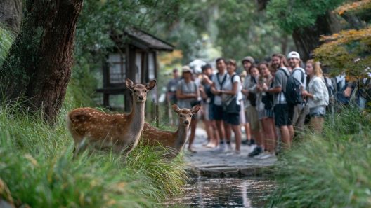 Nara ville cerfs temples