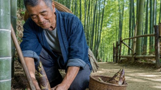 Homme récoltant pousses de bambou en forêt