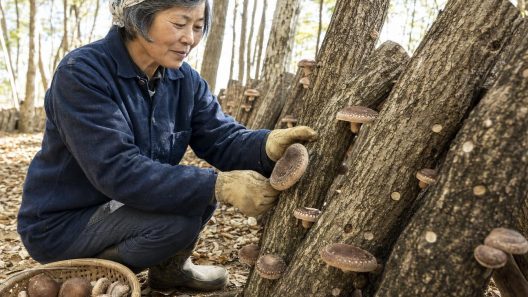 Femme récoltant des shiitakés sur des bûches en forêt